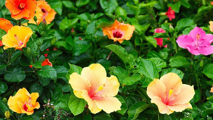 Australian Hibiscus Flower Plant - Premium Flowering Plants from Plantparadise - Just $399.00! Shop now at Plantparadise