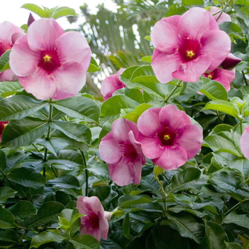 Allamanda purple/Violet - Flowering Shrubs - Premium Flowering Shrubs from Plantparadise - Just $400.00! Shop now at Plantparadise