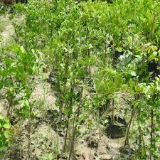 Thai Wood Apple Trees - Premium Fruit Plants & Tree from Plantparadise - Just $549.00! Shop now at Plantparadise