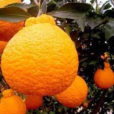 Dekopon Orange Plant - Premium Fruit Plants & Tree from Plantparadise - Just $789! Shop now at Plantparadise