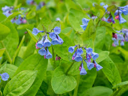 Blue Bell Flower - Premium Flowering Plants from Plantparadise - Just $599.00! Shop now at Plantparadise
