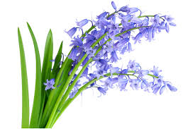 Blue Bell Flower - Premium Flowering Plants from Plantparadise - Just $599.00! Shop now at Plantparadise