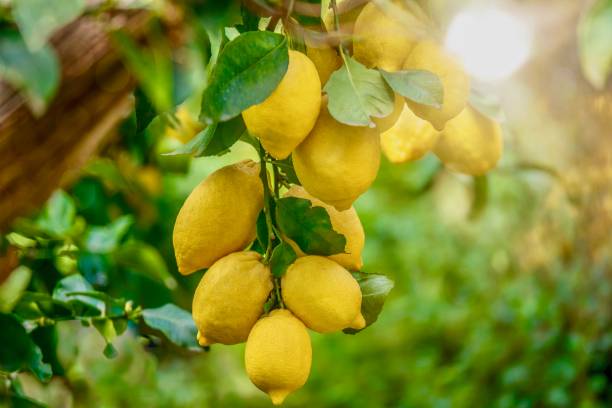 Kagzi nimbu (Lemon) - Premium Fruit Plants from Plantparadise - Just $590! Shop now at Plantparadise