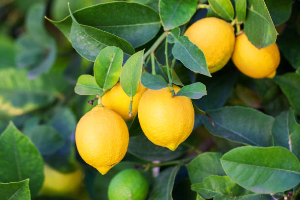 Kagzi nimbu (Lemon) - Premium Fruit Plants from Plantparadise - Just $590! Shop now at Plantparadise