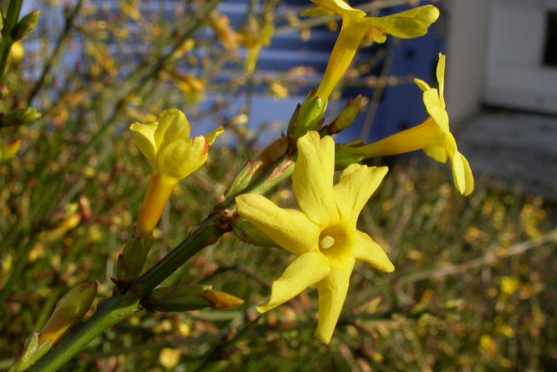 Jasminum nudiflorum - Creepers & Climbers - Premium Creepers & Climbers from Plantparadise - Just $300.00! Shop now at Plantparadise