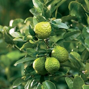 Kafir Lemon Plant - Premium Fruit Plants from Plantparadise - Just $789! Shop now at Plantparadise