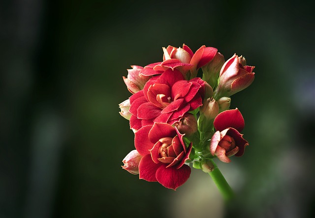 Kalanchoe Flower Plant - Premium Flowering Plants from Plantparadise - Just $499.00! Shop now at Plantparadise