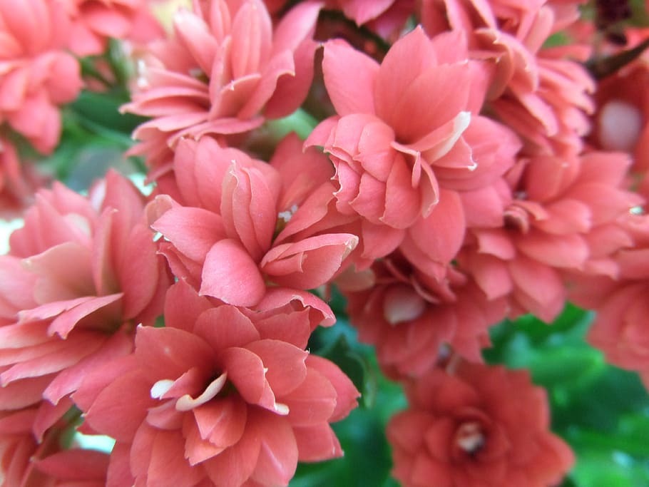 Kalanchoe Flower Plant - Premium Flowering Plants from Plantparadise - Just $499.00! Shop now at Plantparadise