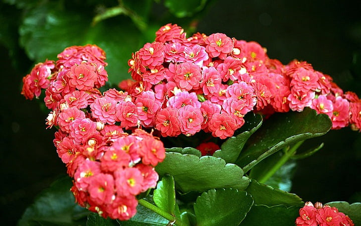Kalanchoe Flower Plant - Premium Flowering Plants from Plantparadise - Just $499.00! Shop now at Plantparadise