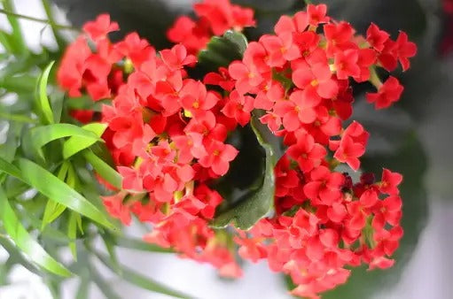 Kalanchoe Flower Plant - Premium Flowering Plants from Plantparadise - Just $499.00! Shop now at Plantparadise