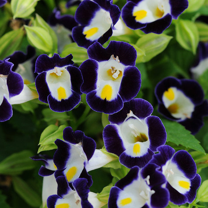 Torenia Violet - SEASONALS - Premium SEASONALS from Plantparadise - Just $331.00! Shop now at Plantparadise