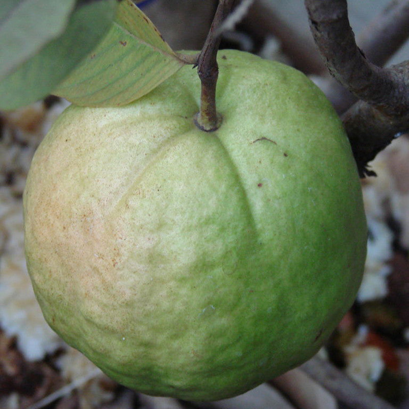 Guava Kg Guava - Fruit Plants & Tree - Premium Fruit Plants & Tree from Plantparadise - Just $375.00! Shop now at Plantparadise