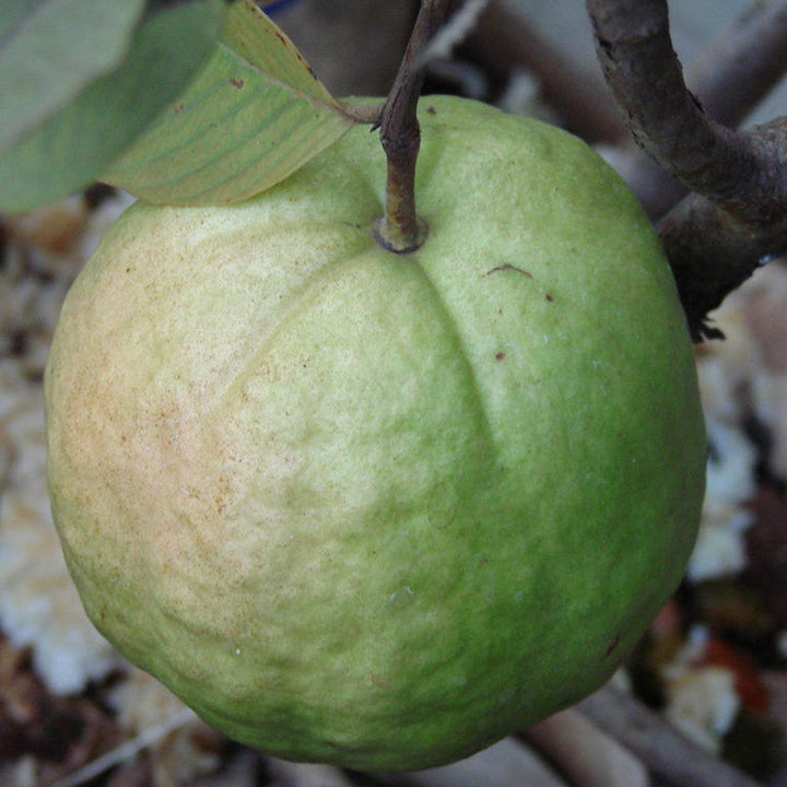 Guava Kg Guava - Fruit Plants & Tree - Premium Fruit Plants & Tree from Plantparadise - Just $375.00! Shop now at Plantparadise