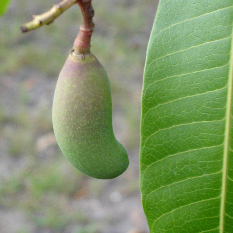 Thailand Mango (Grafted) - Fruit Plants & Tree - Premium Fruit Plants & Tree from Plantparadise - Just $660.0! Shop now at Plantparadise