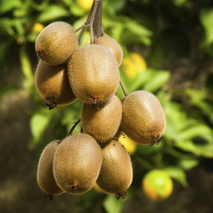 Kiwi Fruit (Grafted)  - Hayward Variety - Premium Fruit Plants & Tree from Plantparadise - Just $720.0! Shop now at Plantparadise