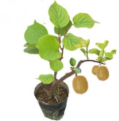 Kiwi Fruit Dwarf Female (Grafted) - Fruit Plant - Premium Fruit Plants & Tree from Plantparadise - Just $799! Shop now at Plantparadise