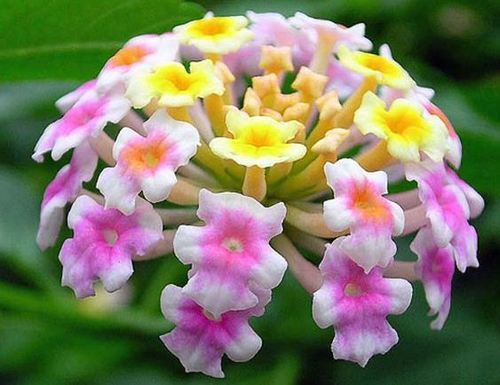 Lantana Purple- Flowering Shrubs - Premium Flowering Shrubs from Plantparadise - Just $450.00! Shop now at Plantparadise