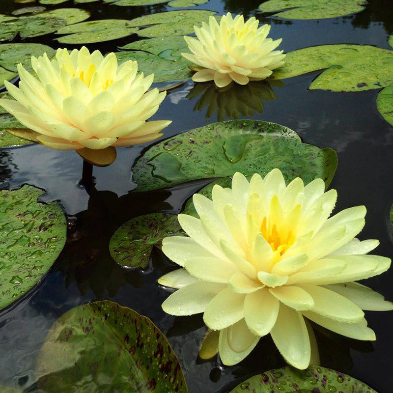 Water Lily  Yellow - Aquatic Plants - Premium Aquatic Plants from Plantparadise - Just $690.0! Shop now at Plantparadise