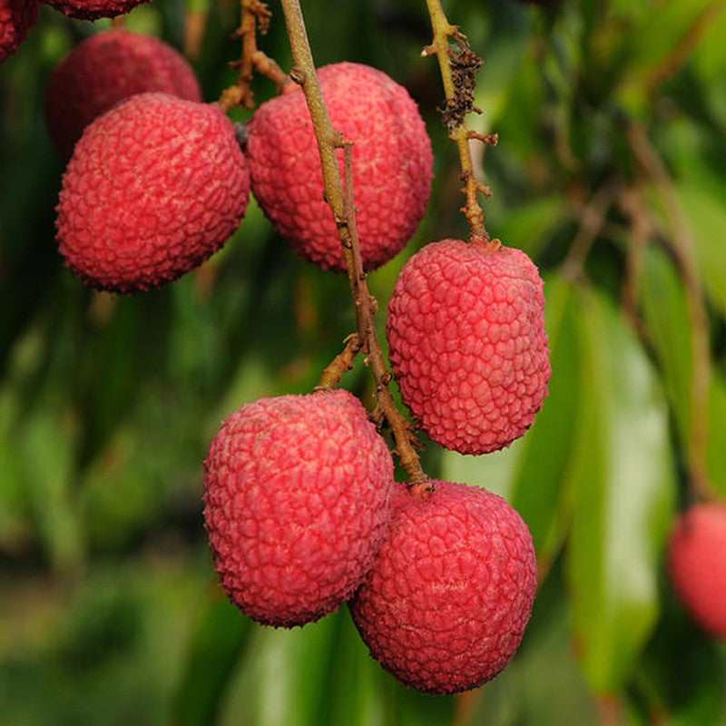 Litchi (Air Layered)- Fruit Plants & Tree - Premium Fruit Plants & Tree from Plantparadise - Just $510.0! Shop now at Plantparadise