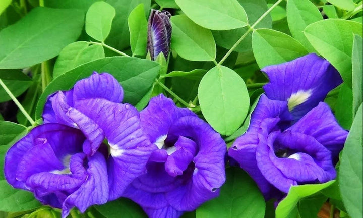 Clitoria Ternatea (Nilkantha) - Premium Flowering Plants from Plantparadise - Just $450.00! Shop now at Plantparadise