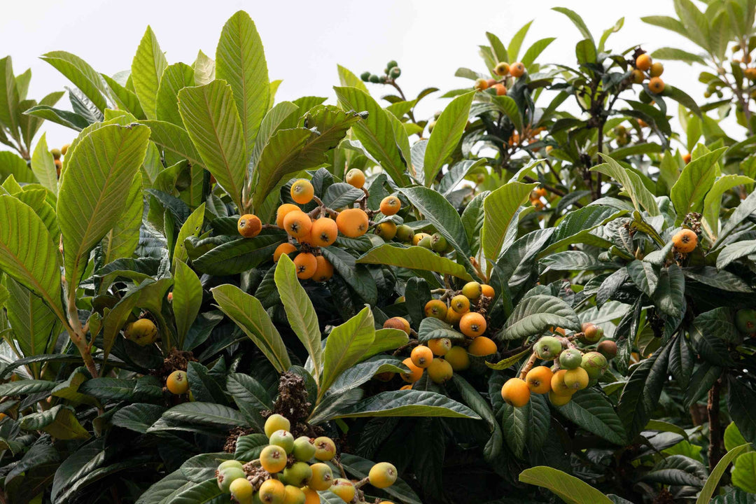 Loquat Fruit Plant