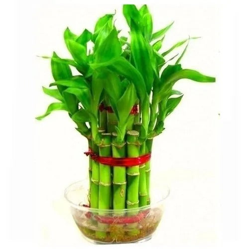 lucky bamboo plant store near me Lucky Bamboo Plant | Buy Healthy Plants Online