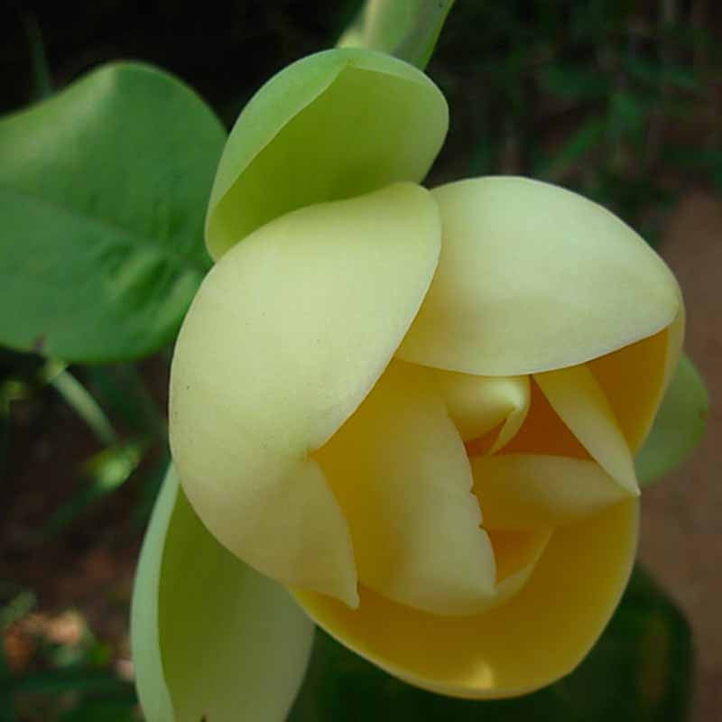 Magnolia Mutabilus  - Flowering Shrubs|"Ever-Changing Elegance: Butterfly Magnolia Brilliance" - Premium Flowering Shrubs from Plantparadise - Just $649! Shop now at Plantparadise