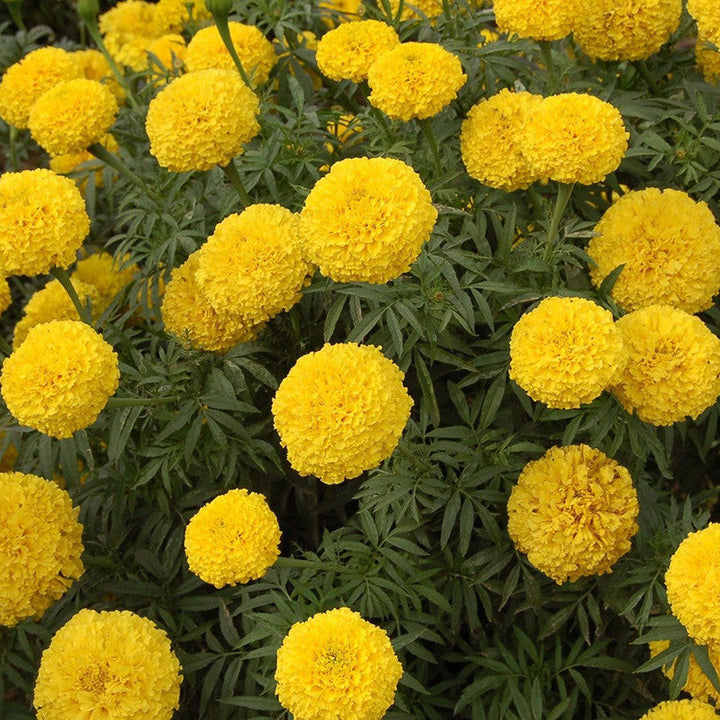 Mari Gold Yellow - SEASONALS - Premium SEASONALS from Plantparadise - Just $291.00! Shop now at Plantparadise