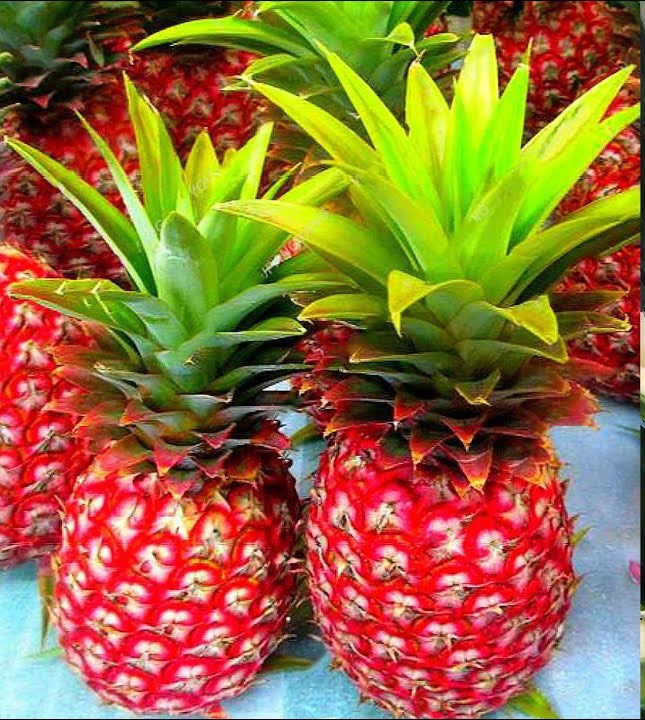 chilean pineapple plant Red Pineapple Fruit Plant | Buy Healthy Plants Online