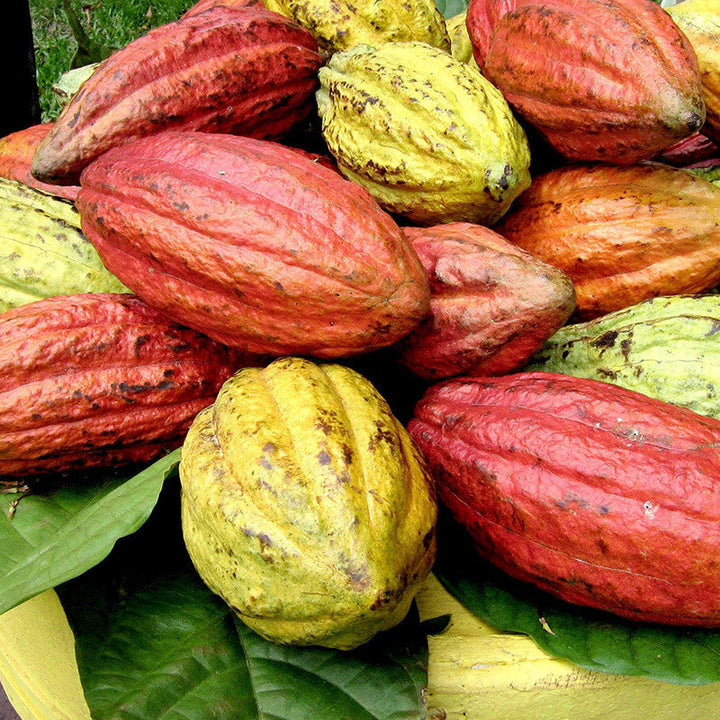 Cocoa/Cacao Fruit - Fruit Plants & Plantation crops - Premium Fruit Plants & Tree from Plantparadise - Just $520.00! Shop now at Plantparadise