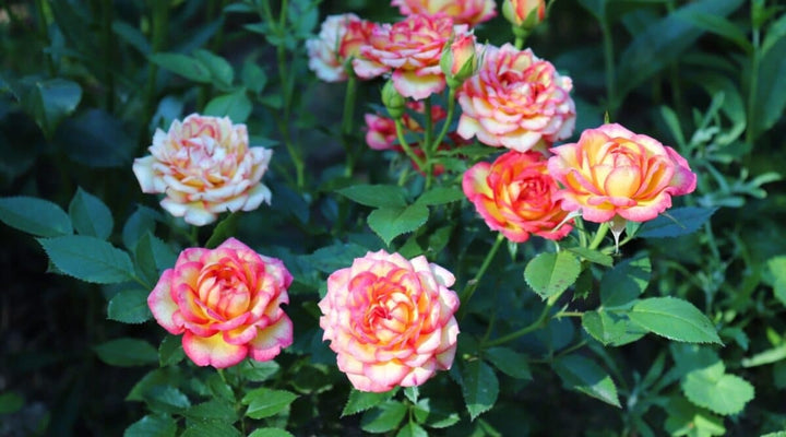 Miniature Rose Plant All Colour - Premium Flowering Plants from Plantparadise - Just $349.00! Shop now at Plantparadise