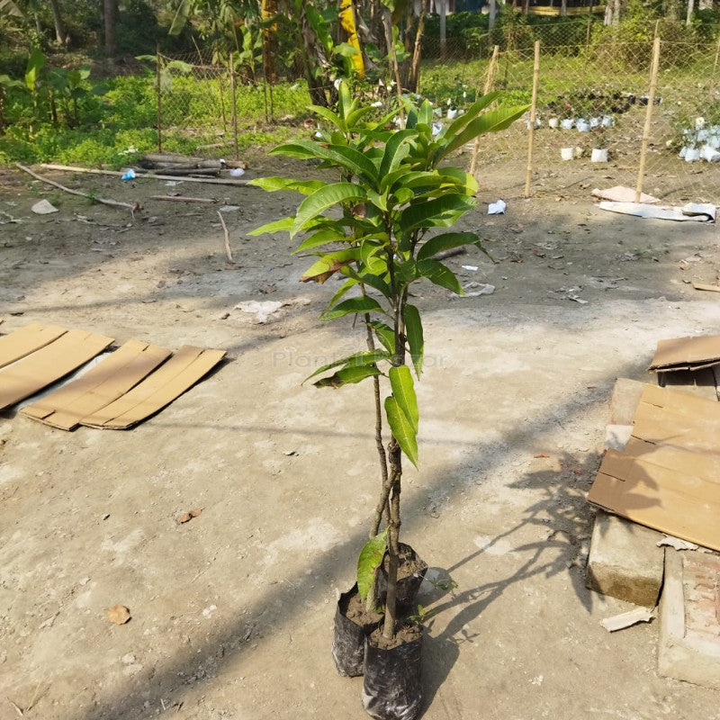 Miyazaki Japanese Mango Fruit Plant - Premium Fruit Plants from Plantparadise - Just $1700.00! Shop now at Plantparadise