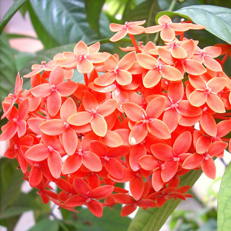 Ixora Semi Dwarf  Orange - Flowering Shrubs - Premium Flowering Shrubs from Plantparadise - Just $340.00! Shop now at Plantparadise