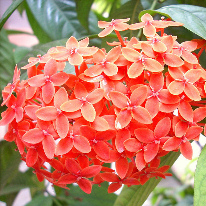 Ixora Semi Dwarf  Orange - Flowering Shrubs - Premium Flowering Shrubs from Plantparadise - Just $340.00! Shop now at Plantparadise