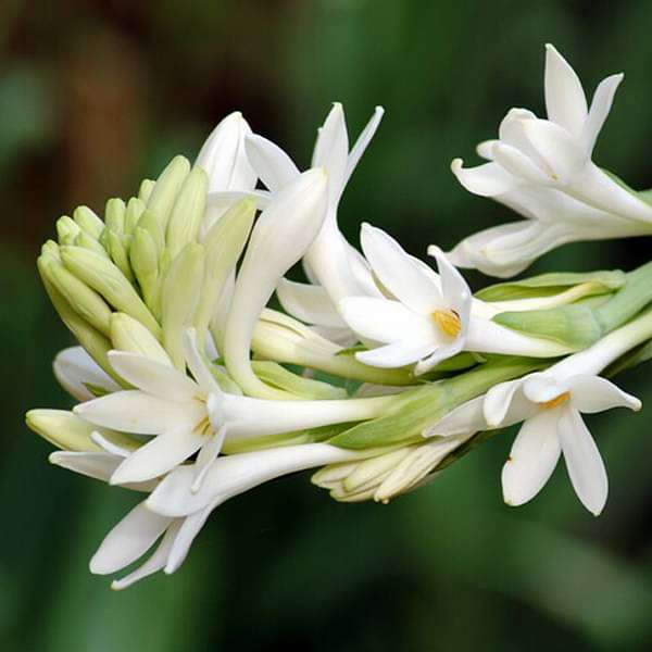 Rajnigandha, Tuberose - Bulbs (set of 5) - Premium Bulbs from Plantparadise - Just $249.0! Shop now at Plantparadise