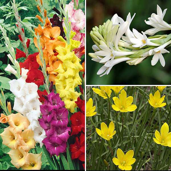 Sweet Summer Bulbs - (45 Bulbs Pack) - Premium Combo Packs - Bulbs from Plantparadise - Just $750.0! Shop now at Plantparadise