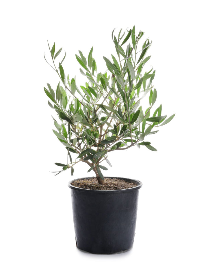 Olive Fruit Plant - Exotic Fruit Plant - Premium Fruit Plants & Tree from Exotic Flora - Just $905! Shop now at Plantparadise