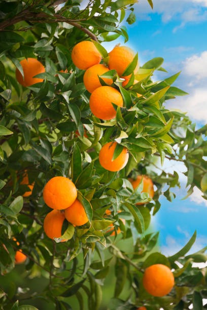 Cara Cara Orange Plant - Premium Fruit Plants from Plantparadise - Just $789.00! Shop now at Plantparadise