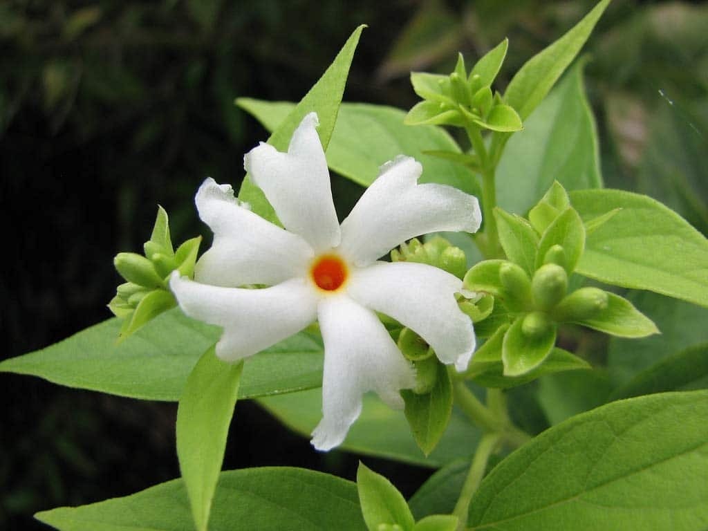 All Time Parjat Flower Plant - Premium Flowering Plants from Plantparadise - Just $399! Shop now at Plantparadise