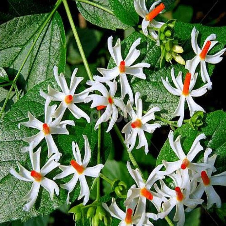 All Time Parjat Flower Plant - Premium Flowering Plants from Plantparadise - Just $399! Shop now at Plantparadise