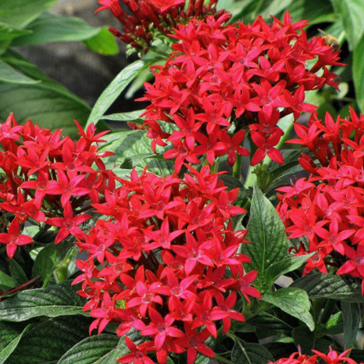 Pentas Red - Flowering Plants - Premium Flowering Plants from Plantparadise - Just $600.00! Shop now at Plantparadise