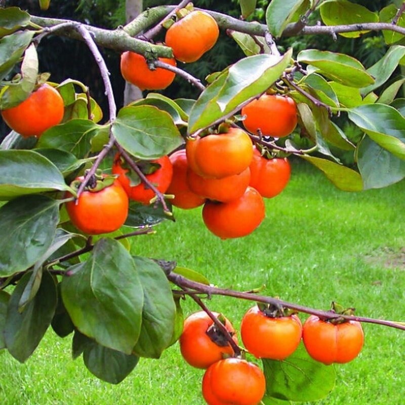 Persimmon Fruit Plant Grafted - Premium Fruit Plants & Tree from Plantparadise - Just $979! Shop now at Plantparadise