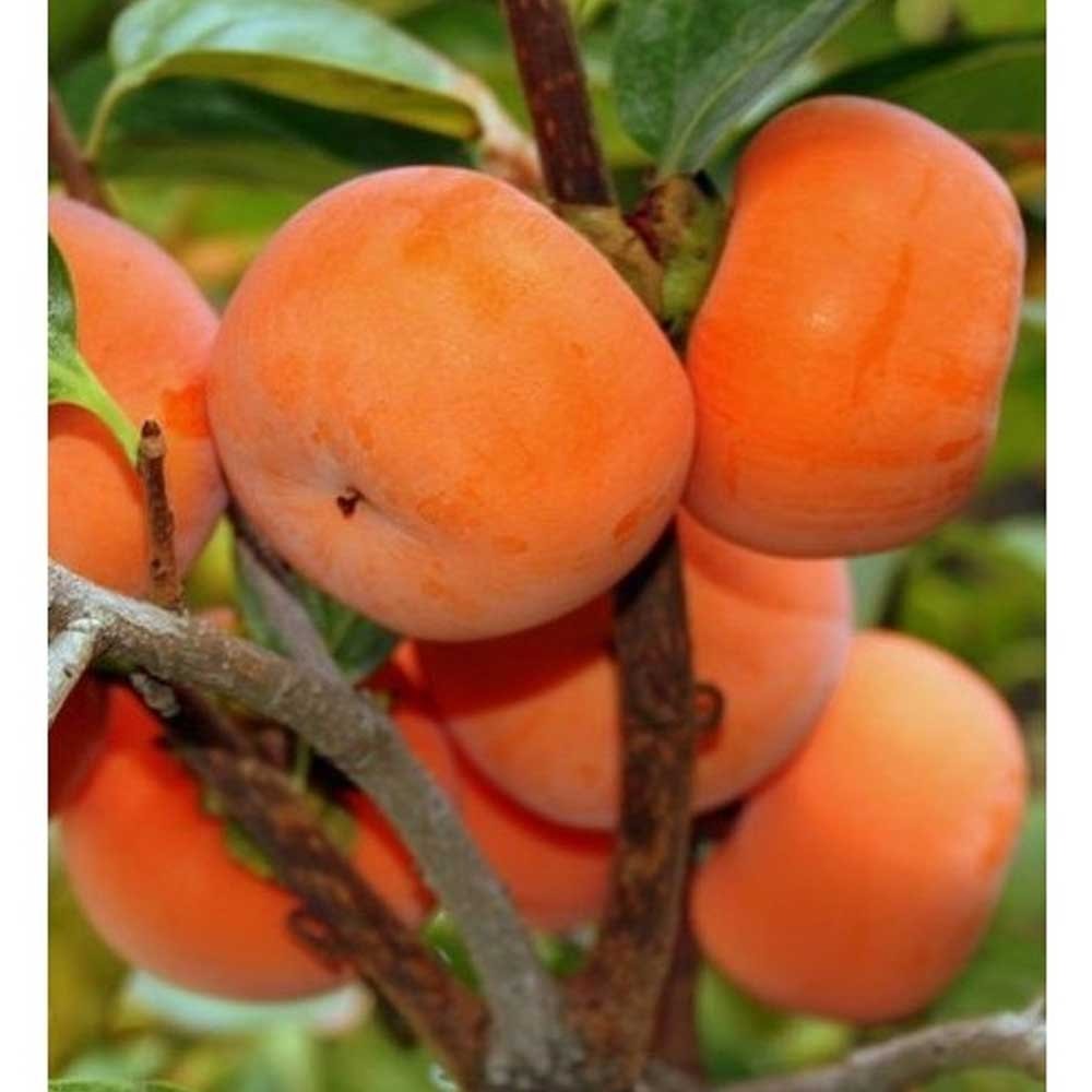 Persimmon Fruit Plant Grafted - Premium Fruit Plants & Tree from Plantparadise - Just $979! Shop now at Plantparadise