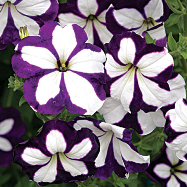 Petunia Purple and White - SEASONALS - Premium SEASONALS from Plantparadise - Just $281.00! Shop now at Plantparadise