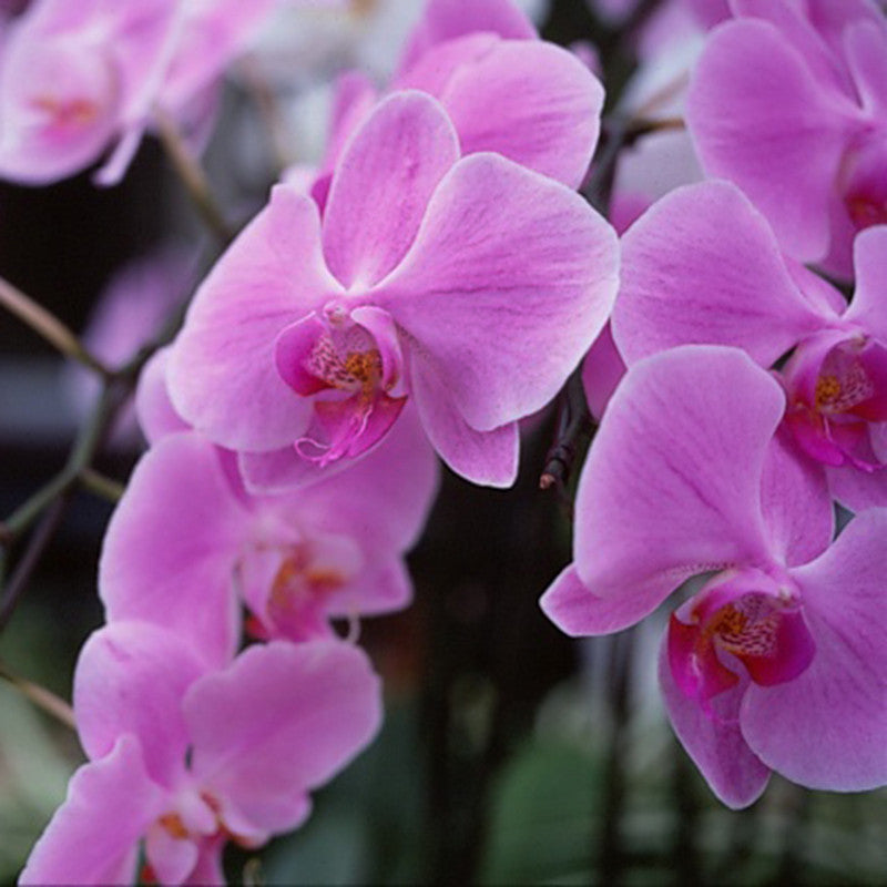 Phalaenopsis Hybrid/Orchids Pink - Gift Plants - Premium Gift Plants from Plantparadise - Just $1251.00! Shop now at Plantparadise