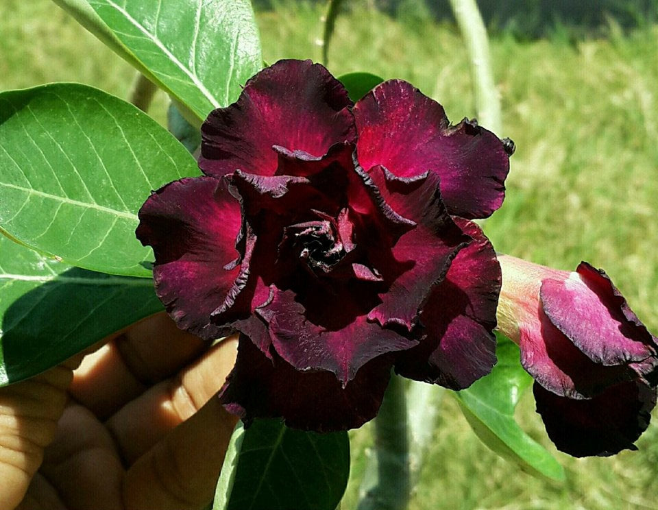 Adenium Dark  Plum Colour  Plant (Grafted) - Premium Flowering Plants from Plantparadise - Just $329! Shop now at Plantparadise