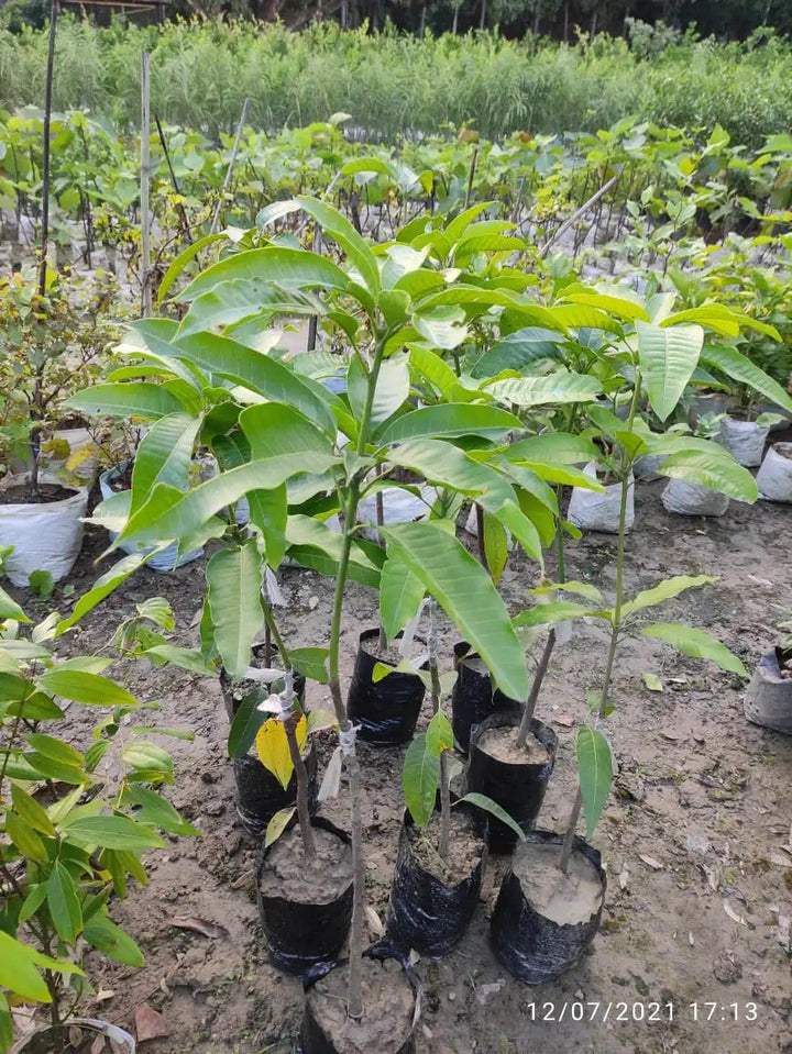 Miyazaki Japanese Mango Fruit Plant - Premium Fruit Plants from Plantparadise - Just $1700.00! Shop now at Plantparadise