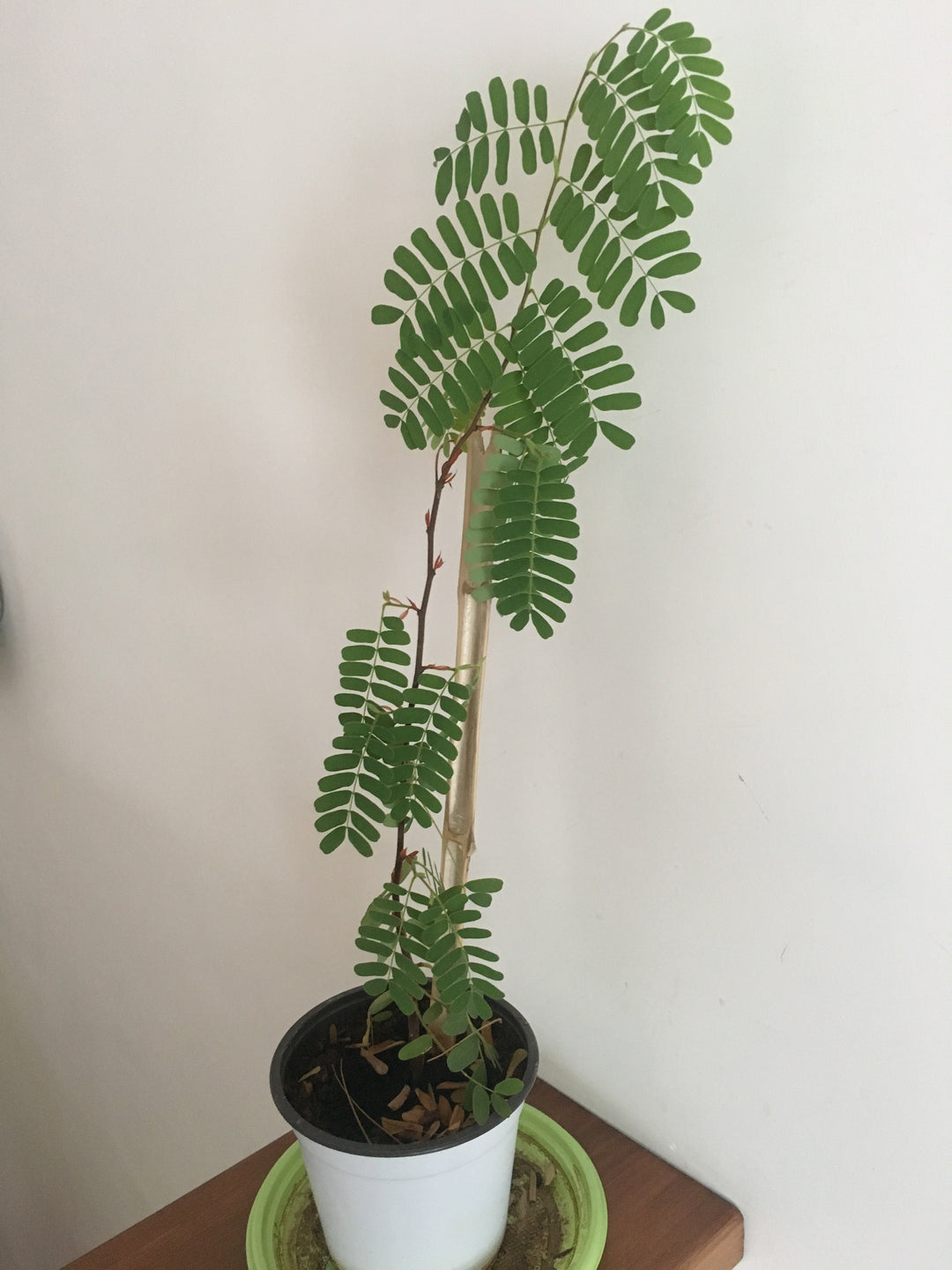 Tamarind(Grafted) - Fruit Plants & Tree - Premium Fruit Plants & Tree from Plantparadise - Just $570.0! Shop now at Plantparadise