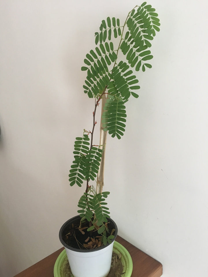 Tamarind(Grafted) - Fruit Plants & Tree - Premium Fruit Plants & Tree from Plantparadise - Just $570.0! Shop now at Plantparadise