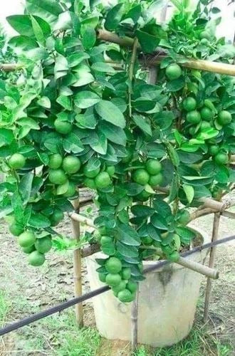 Seedless Lemon Plant Grafted - Premium Fruit Plants from Plantparadise - Just $339.00! Shop now at Plantparadise